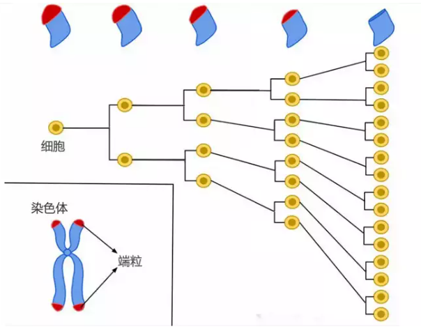 端粒越长寿命越长，科学家正在拉长端粒长度(图1)
