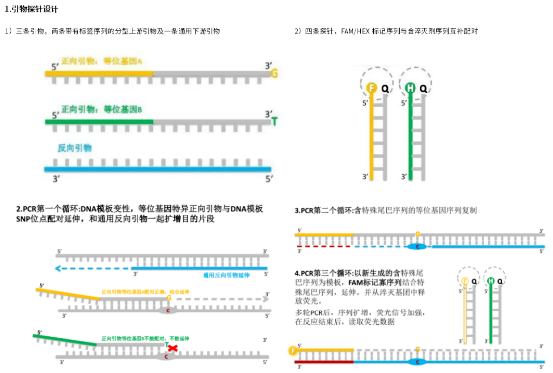 不同SNP检测技术的原理——ARMS、KASP、TaqMan、分子信标及HRM(图4) 不同SNP检测技术的原理——ARMS、KASP、TaqMan、分子信标及HRM(图4)