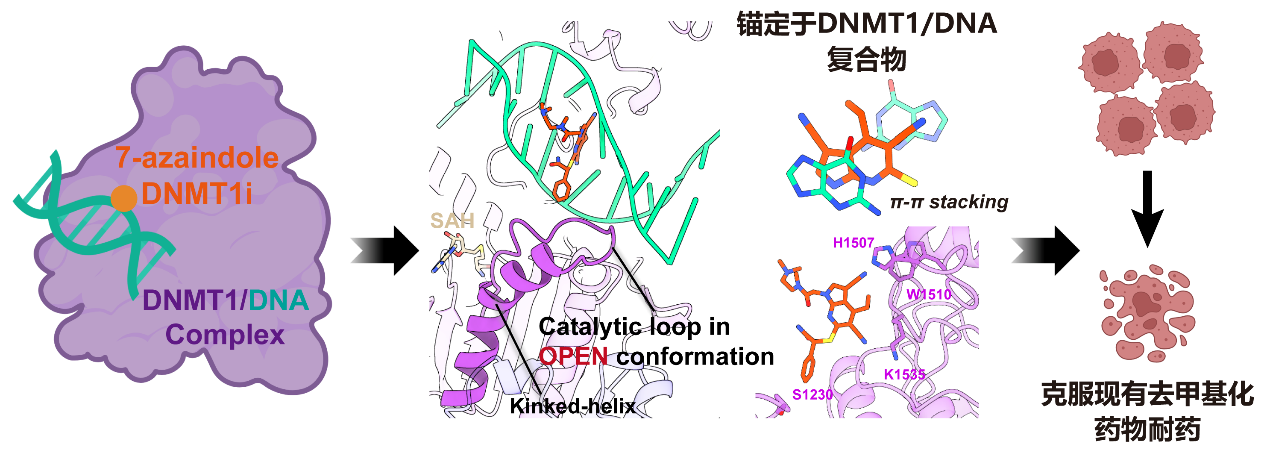 新型DNA甲基化抑制剂有望破解白血病耐药难题