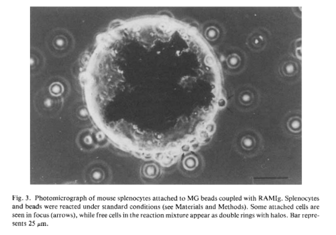 生物磁珠体外应用简述(图3) 生物磁珠体外应用简述(图3)