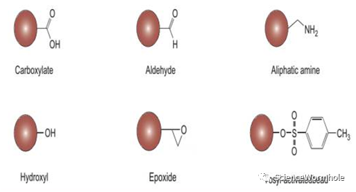 硬核!一文读懂生物磁珠(图2) 硬核!一文读懂生物磁珠(图2)