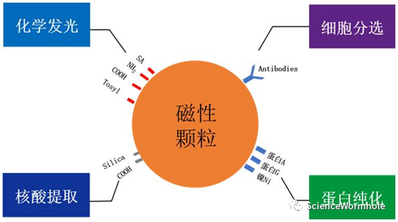 硬核!一文读懂生物磁珠(图4) 硬核!一文读懂生物磁珠(图4)