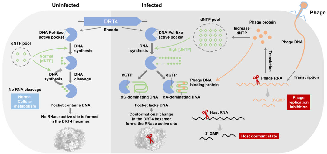 武汉大学王隆飞课题组与合作者Science发文阐明DNA合成激活RNA切割的新型