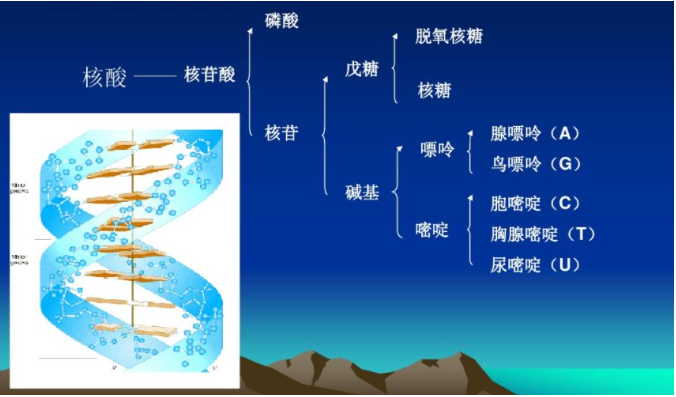 IVD行业常见的核酸提取方法及原理